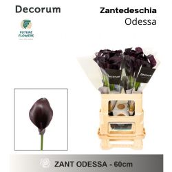  İthal Zantedeschia Odessa (Gala-10dal-60cm)