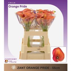  İthal Zantedeschia Orange Pride (Gala-10dal-55cm)