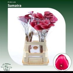  İthal Zantedeschia Sumatra (Gala-10dal-65cm)