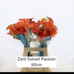 İthal Zantedeschia Sunset Passion (Gala-10dal-60cm)
