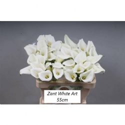  İthal Zantedeschia White Art (Gala-10 Dal-60 cm)