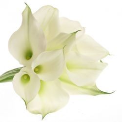  İthal Zantedeschia White Present (Gala-10dal-70cm)