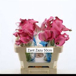  İthal Zantedeschia Zazu (Gala-10dal-50cm)