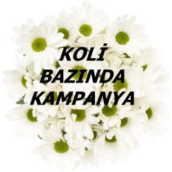   Yerli Biçme Beyaz Salinas (140 Demet-1 KOLİ)