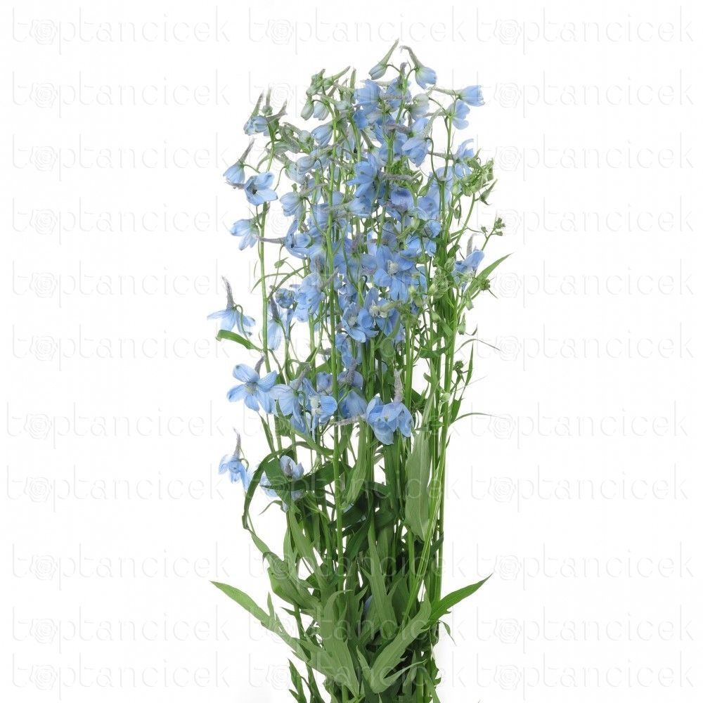 Yerli Kesme Çiçekler |  Yerli Delphinium Mavi (10 Dal) | 