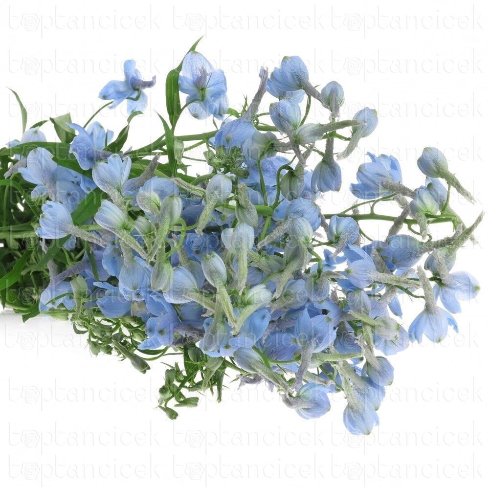 Yerli Kesme Çiçekler |  Yerli Delphinium Mavi (10 Dal) | 