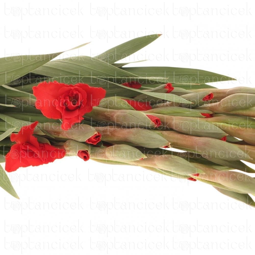 Yerli Kesme Çiçekler |  Yerli Glayör Kırmızı (10 Dal) | 