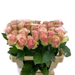  Yerli Gül Renkli Belle Rose (10 dal-50-60 cm)