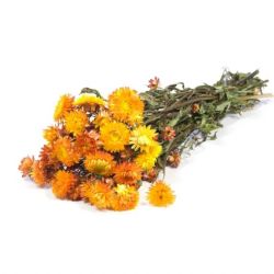  Yerli Helichrysum Sarı (5 dal)