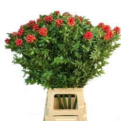    Yerli Kokina Yılbaşı Çiçeği (6 Dal - 65-75 cm)