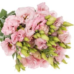  Yerli Lisianthus Açık Pembe (10 Dal)