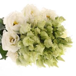  Yerli Lisianthus  Alisya Beyaz (10 Dal) (KALIN-KIRIMSIZ)