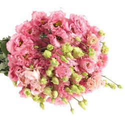  Yerli Lisianthus  Alisya Pembe  (10 Dal) (40cm)