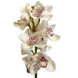  Yerli Orkide Krem (1 Dal - Cymbidium)