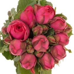  Yerli Piano Rose Fuşya (1 Demet-50-60cm)