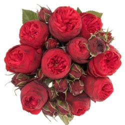   Yerli Piano Rose Kırmızı (1 Demet-50-60cm)