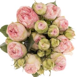   Yerli Piano Rose Pembe (1 Demet-50-60cm)
