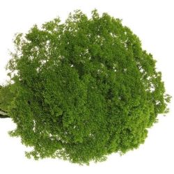  Yerli Trachelium Yeşil (5 Dal)