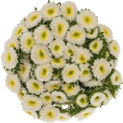 Aster Beyaz (Saraypatı)