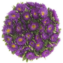Aster Lila (Saraypatı)