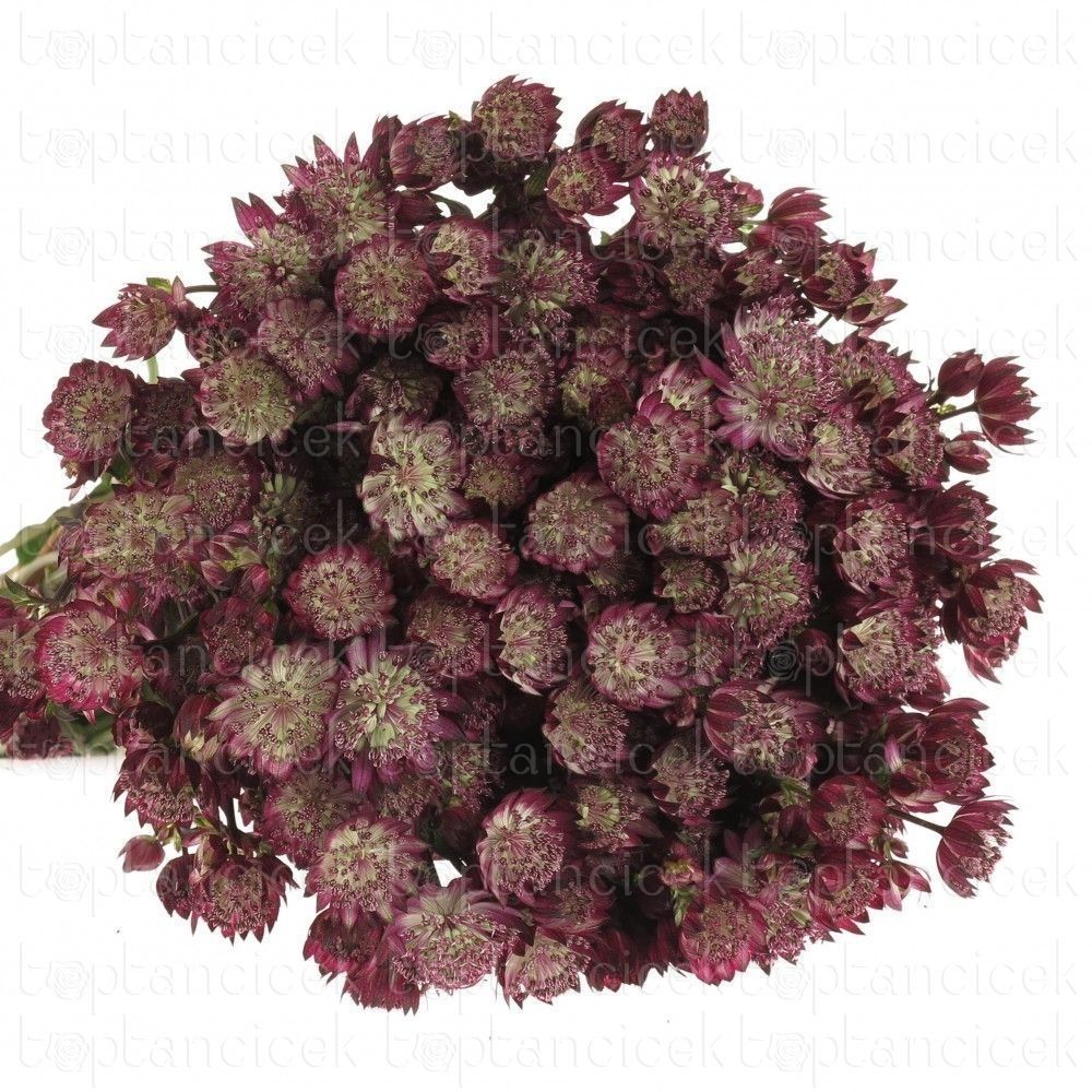 Astrantia ROMA срезка