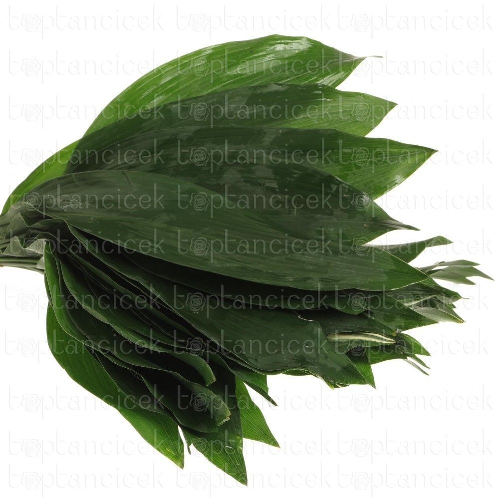 İthal Garnitür ve Yeşillikler | Garnitür İthal Aspidistra Elatior (10dal-80cm) | 
