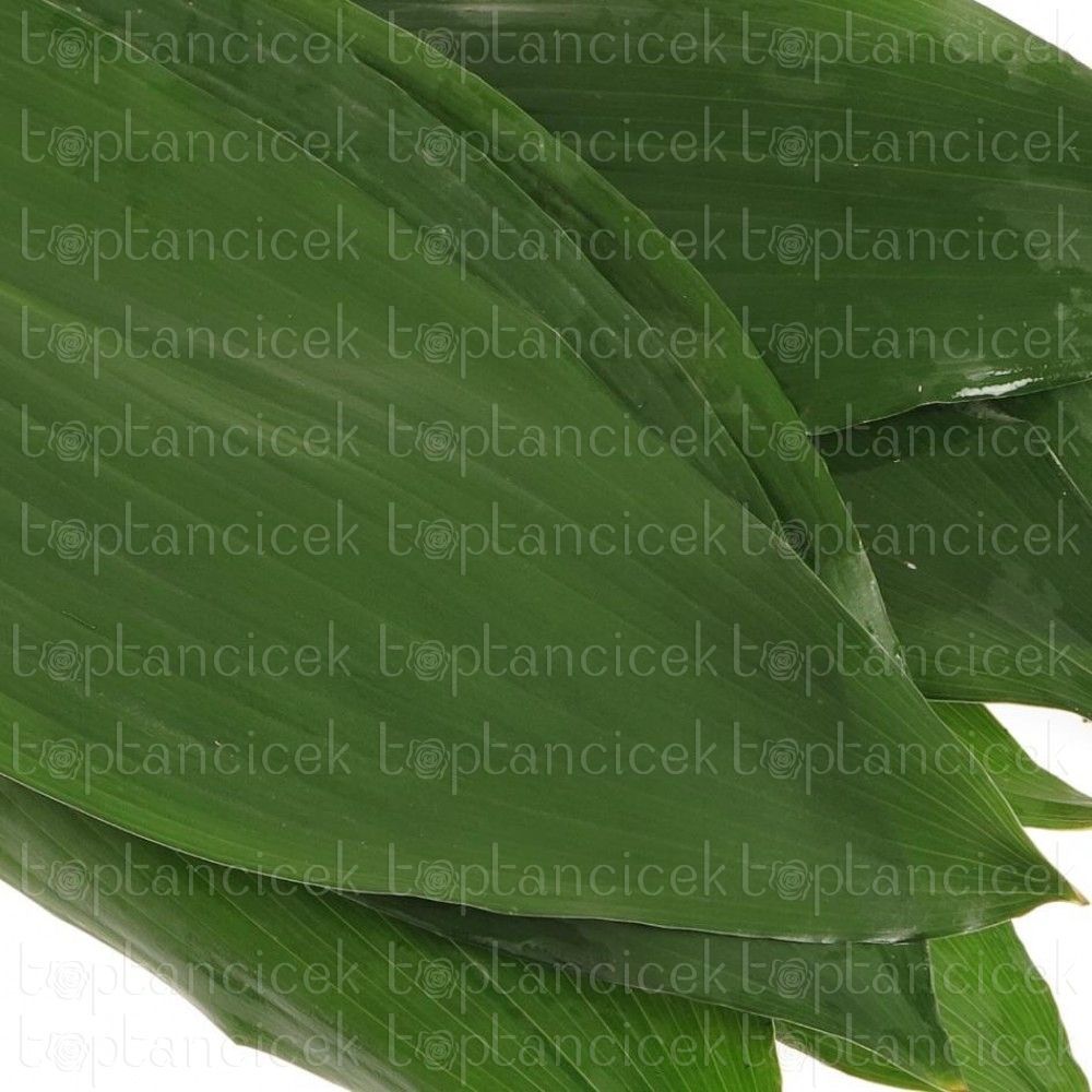 İthal Garnitür ve Yeşillikler | Garnitür İthal Aspidistra Elatior (10dal-80cm) | 