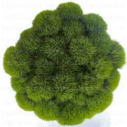 Garnitür Yerli Green Trick (10 Dal - 1 Demet) KISA