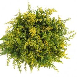 Garnitür Yerli Solidago (25 Dal)
