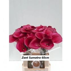 İthal Zantedeschia Sumatra (Gala-10dal-60cm)