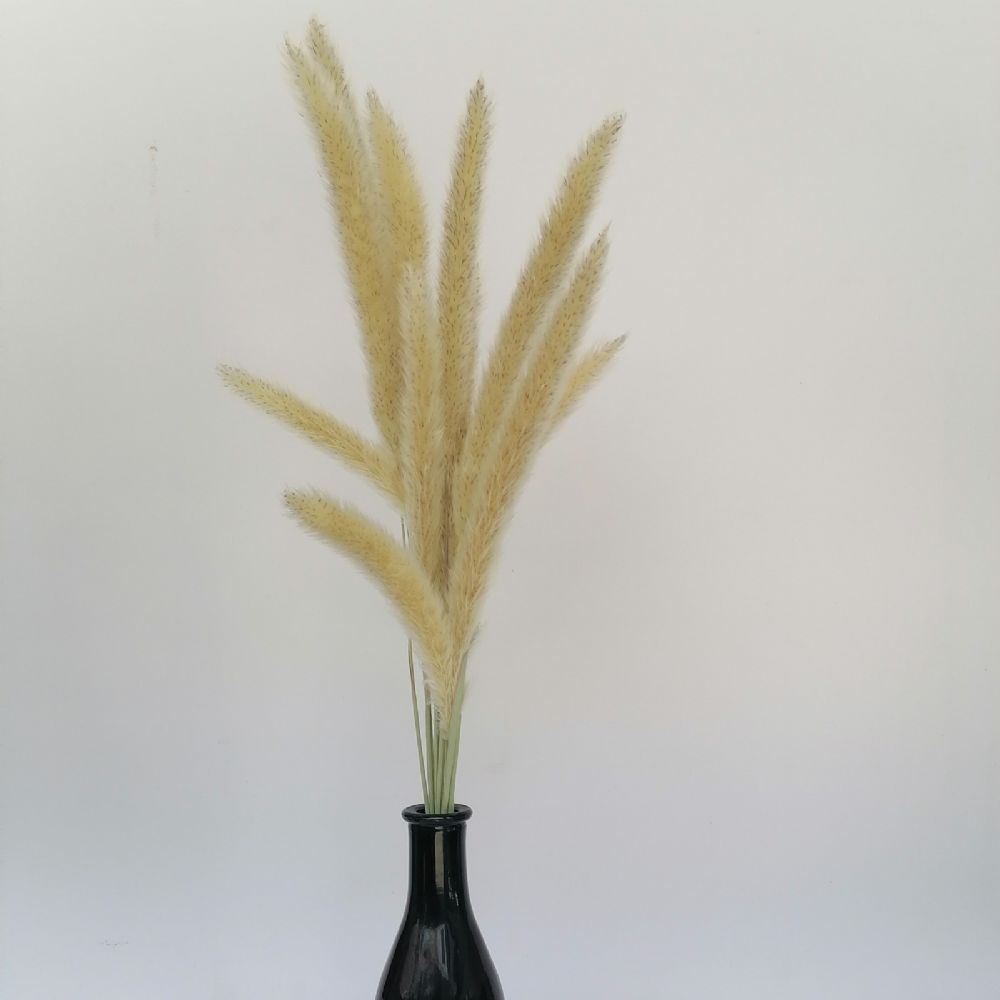 Yerli Dekorasyon Ürünleri | Kuru Çiçek Dried Flower Tilki Kuyruğu (15dal-30-40 cm) | 