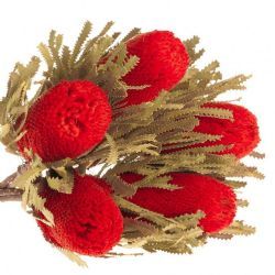 Kuru Çiçek İthal Banksia Spec Paint Red (5 dal)
