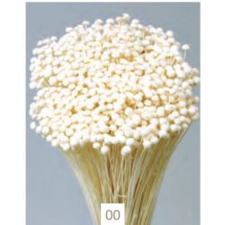 Kuru Çiçek İthal Boton Mini Pres-00 (İspanyol-1 Demet-40-50cm)