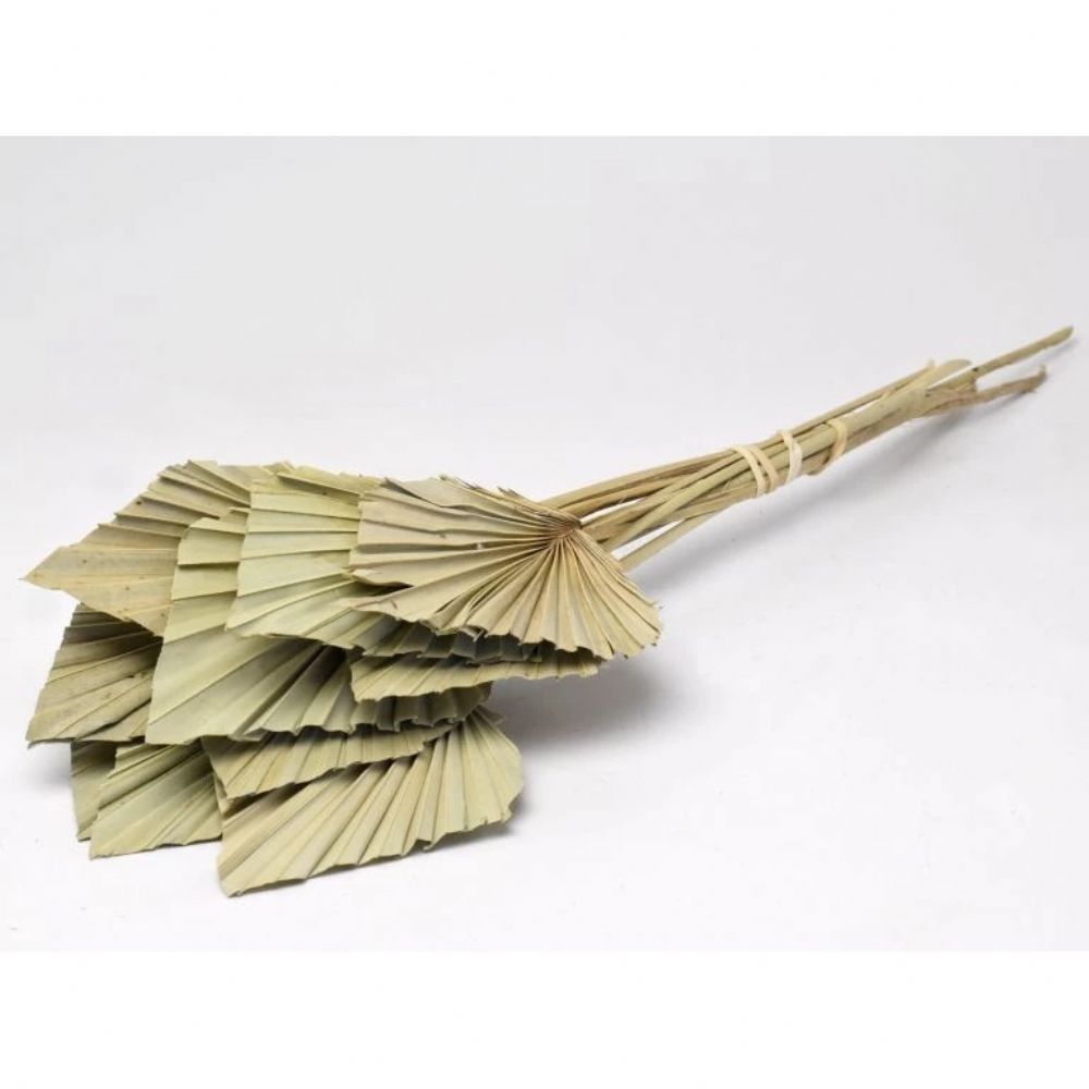 İthal Garnitür ve Yeşillikler | Kuru Çiçek İthal Palm Spear Krem (5dal-50cm) | 