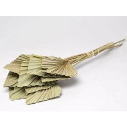 Kuru Çiçek İthal Palm Spear Krem (5dal-50cm)