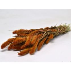 Kuru Çiçek İthal Setaria Oranje Turuncu (65cm-180-200gr)