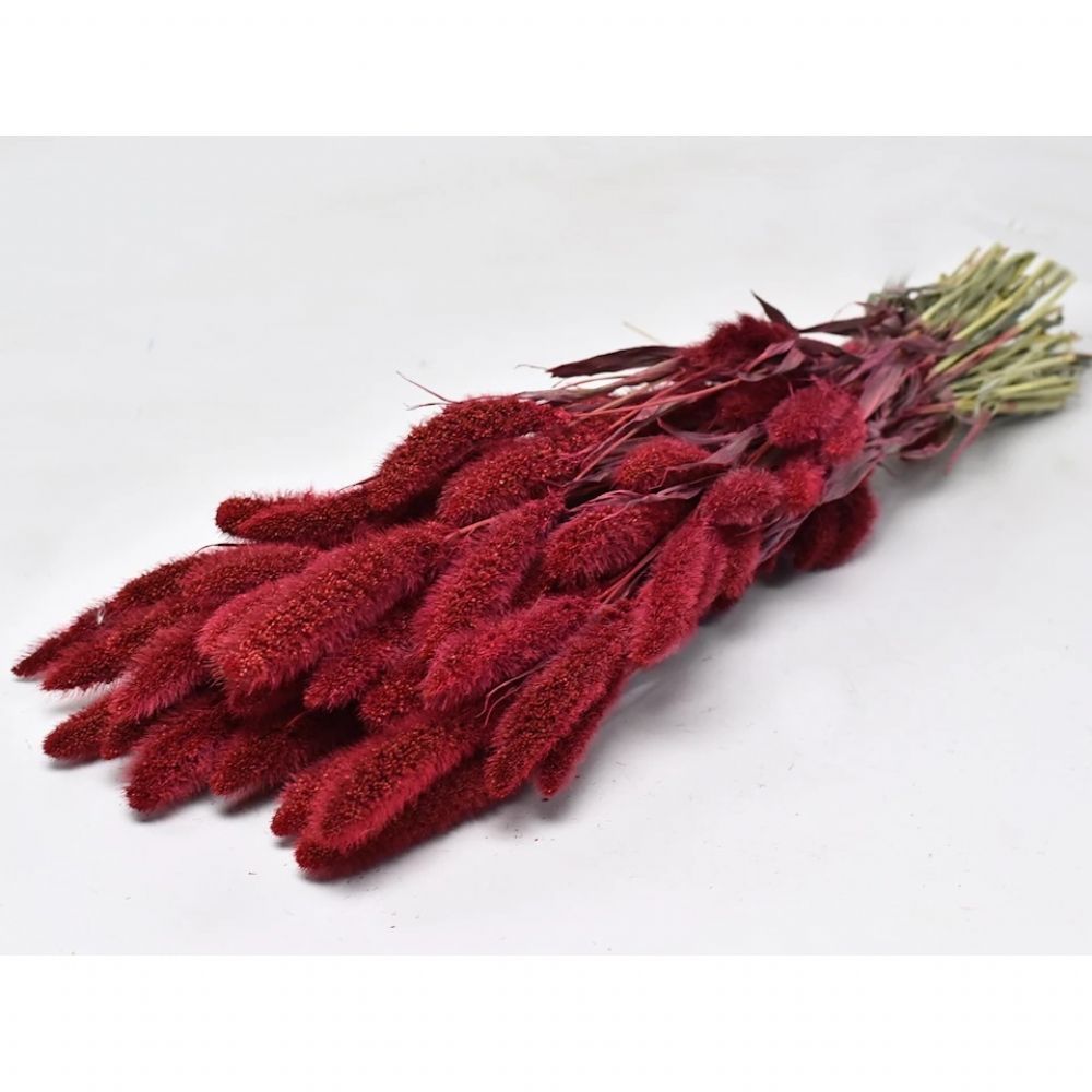 İthal Dekorasyon Ürünleri | Kuru Çiçek İthal Setaria Rood Kırmızı | 