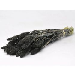 Kuru Çiçek İthal Setaria Zwart Siyah (65cm-180-200gr)