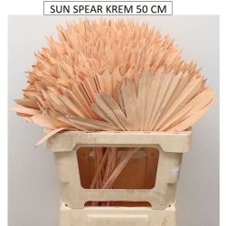Kuru Çiçek İthal Sun Spear Krem (5dal-50cm)