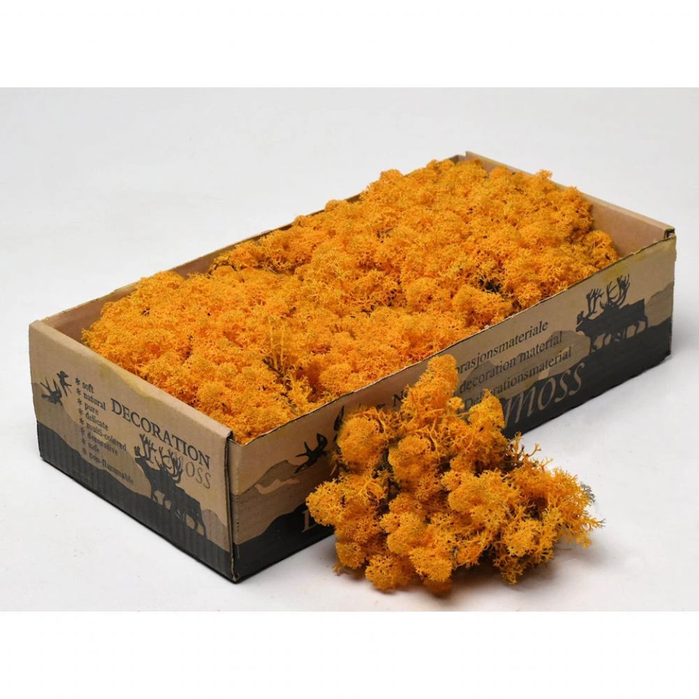 İthal Garnitür ve Yeşillikler | Malzeme Yosun İthal Leacobryum  Orange (500 Gr-1 kutu) | 