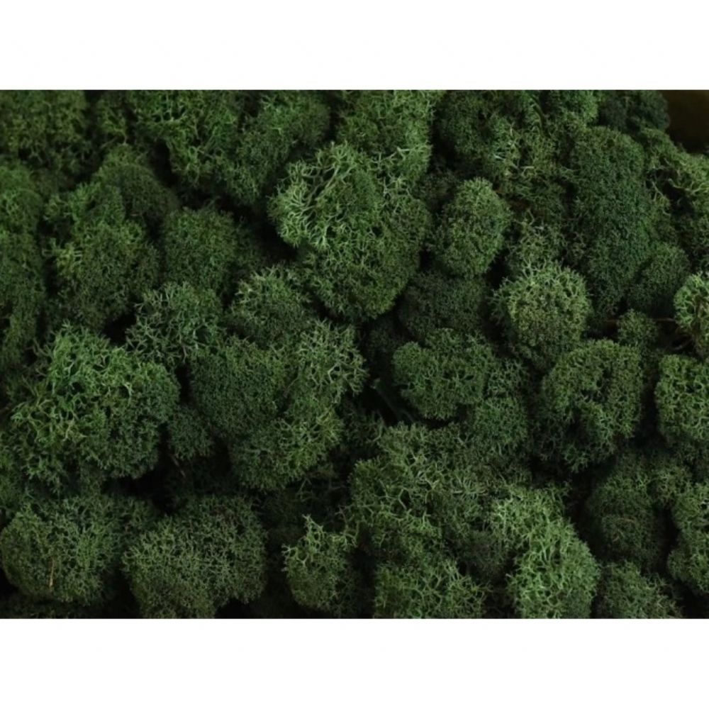 İthal Garnitür ve Yeşillikler | Malzeme Yosun İthal Leacobryum Reindermoss Donkergroen Koyu Yeşil (1 kutu-5 KG) | 