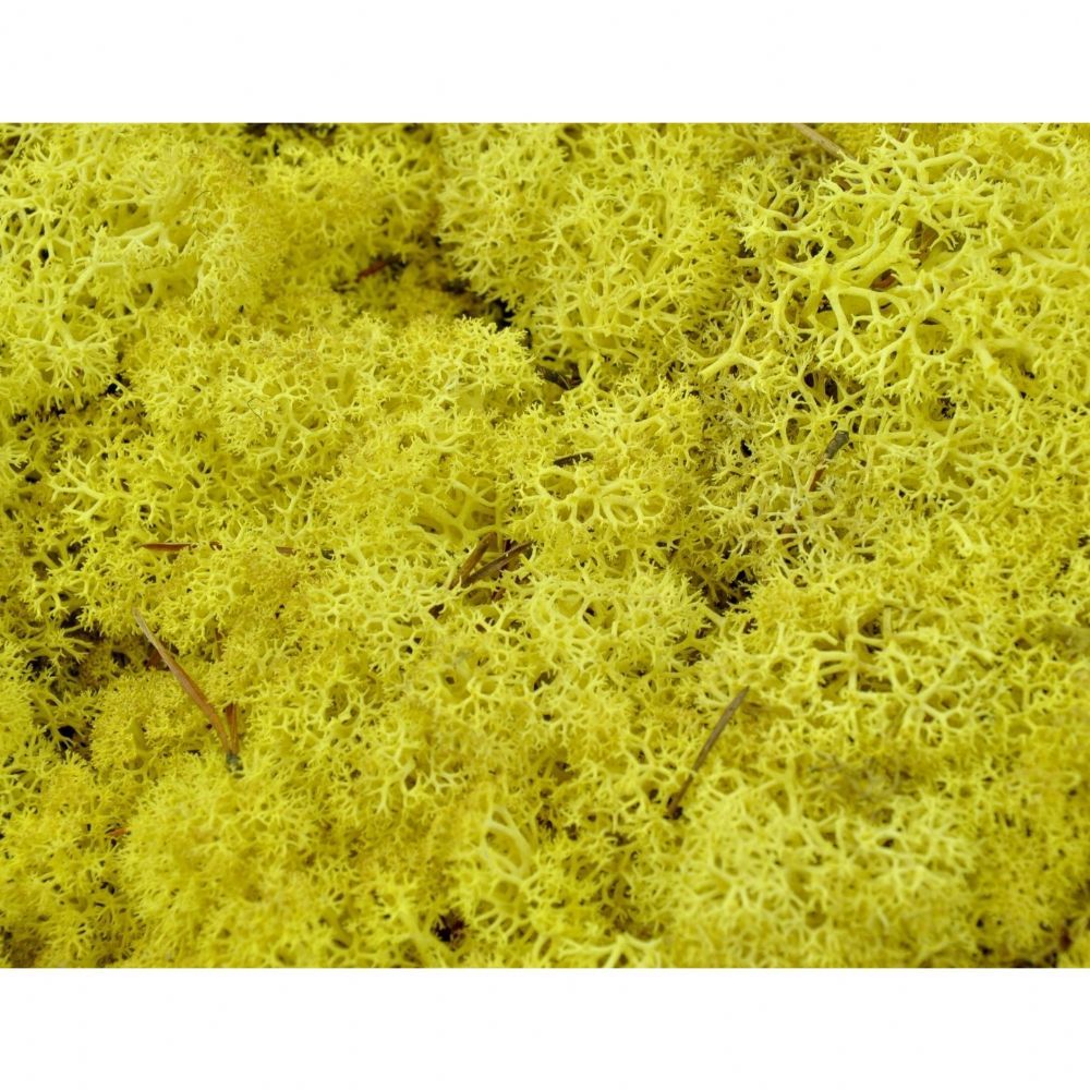 İthal Garnitür ve Yeşillikler | Malzeme Yosun İthal Leacobryum Reindermoss Geel Sarı (1 kutu-500 GR) | 