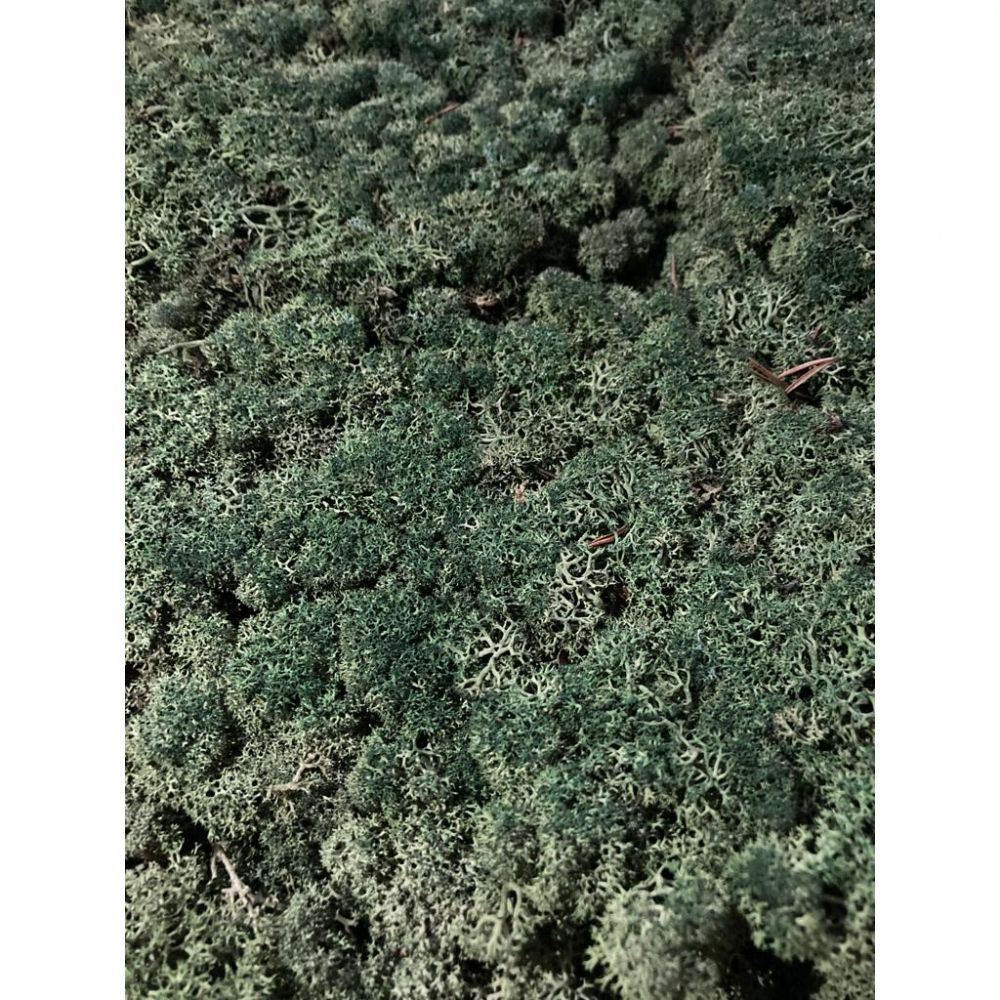 İthal Garnitür ve Yeşillikler | Malzeme Yosun İthal Leacobryum Reindermoss Koyu Yeşil (1 kutu-4 kg) | 