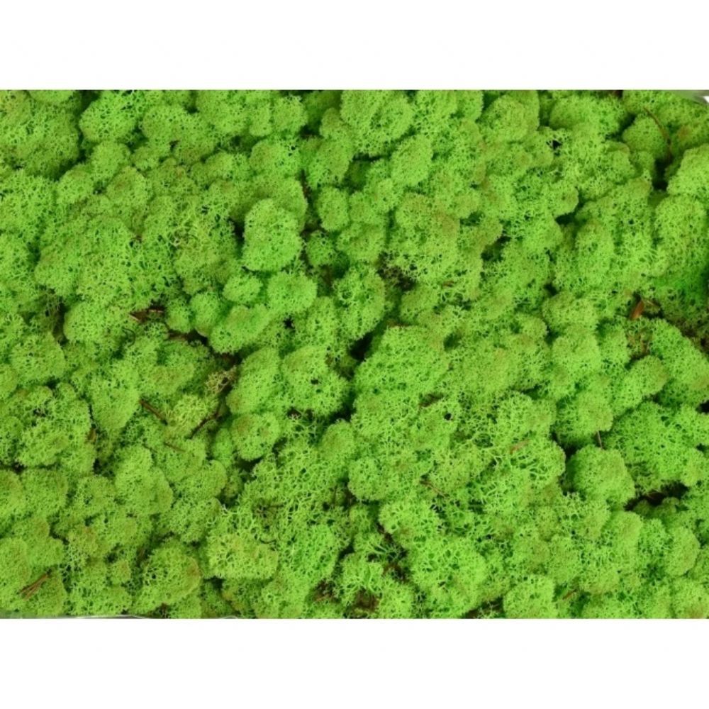 İthal Garnitür ve Yeşillikler | Malzeme Yosun İthal Leacobryum Reindermoss Lentegroen Yeşil (1 kutu-4kg) | 