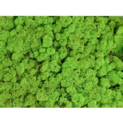 Malzeme Yosun İthal Leacobryum Reindermoss Lentegroen Yeşil (1 kutu-4kg)