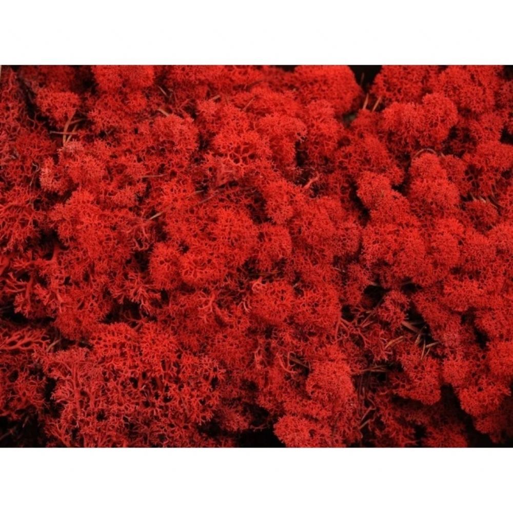 İthal Dekorasyon Ürünleri | Malzeme Yosun İthal Leacobryum Reindermoss Rood Kırmızı (1 kutu-4kg) | 