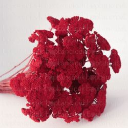 Şoklanmış Achillea Red