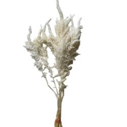 Şoklanmış Amaranthus Beyaz (1 Demet)