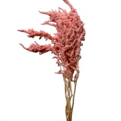 Şoklanmış Amaranthus Pembe (1 Demet)