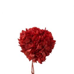 Şoklanmış Ortanca Kırmızı (2 dal)